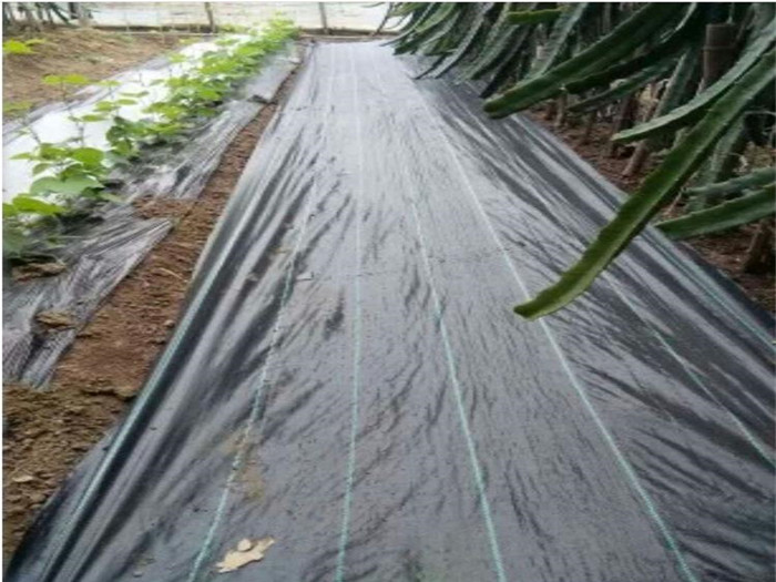 火龍果園用防草布