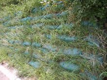 生態(tài)袋